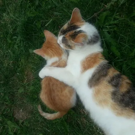 Urlaub Am Bauernhof Gaenser * Sankt Peter am Kammersberg