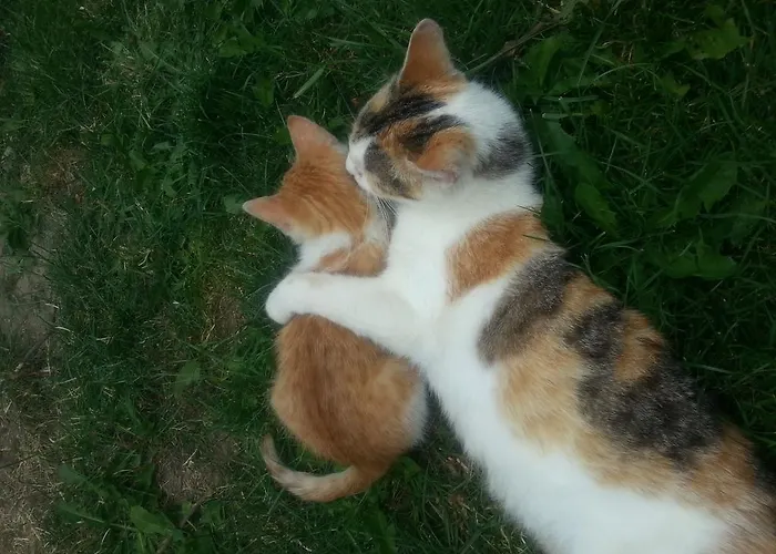 Urlaub Am Bauernhof Gaenser * Sankt Peter am Kammersberg